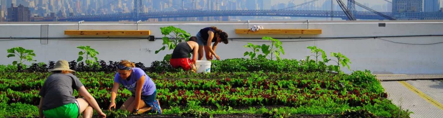 Agricultura Urbana. Brooklyn Grange Huerta Urbana
