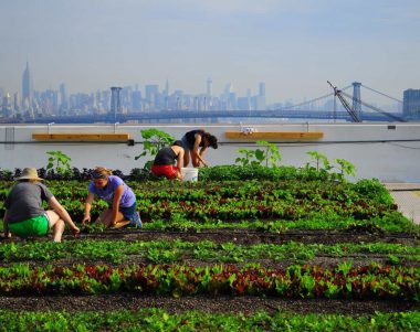 Agricultura Urbana. Brooklyn Grange Huerta Urbana